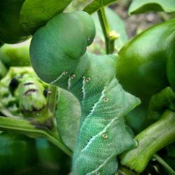 Help! A Tobacco Hornworm Has Eaten My Peppers!