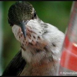 Just Call Me the Hummingbird Whisperer