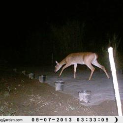 Deer in the Vegetable Garden! *UGH*