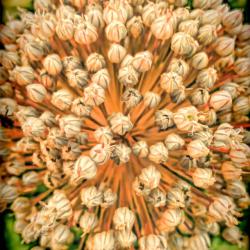 Leek Flowers Rock