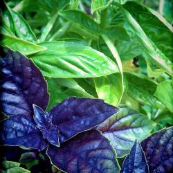 The Easiest Way to Dry Basil