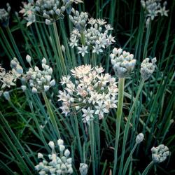 Why You Should Grow Garlic Chives
