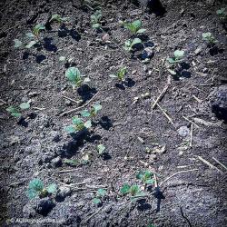 Self Sown Seedlings