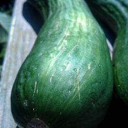 Growing English Cucumbers