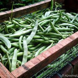 Green Bean Growing Newbie