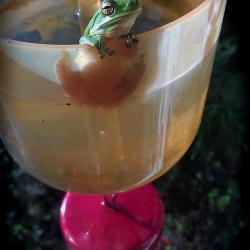 Tree Frog in Hummingbird Feeder Moat