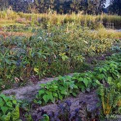 Our September Vegetable Garden