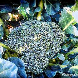 What's Growing in My Fall Vegetable Garden