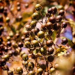 A November Walk: Seeds, Berries, Leaves & (a few) Flowers