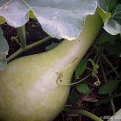 Giant African Bottle Gourd Update