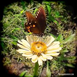 Attract Pollinators to Your Veggie Garden