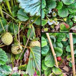 Strawberries in October