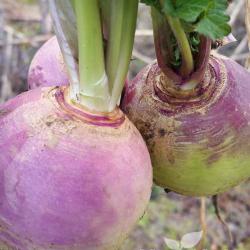 Finnish Turnip Casserole Recipe