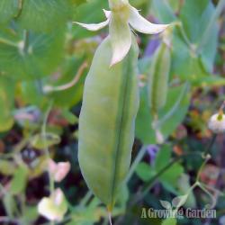 Different Types of Peas