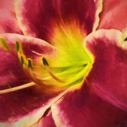 Daylily Prints