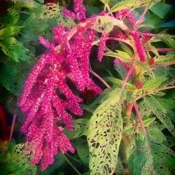 A Few of the Flowers in My Cutting Garden