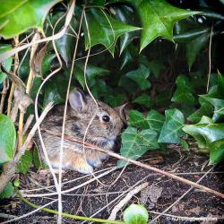 Baby Bunny Update