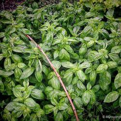 Basil! Basil! and More Basil!