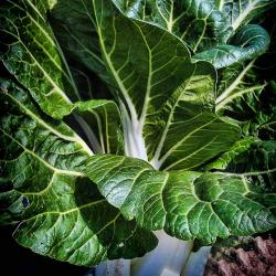 A Bok Choy Photo Shoot