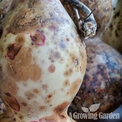 Drying Gourds ... The Beauty of Mold