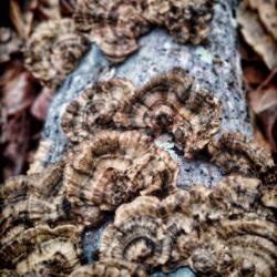 Bracket Fungus