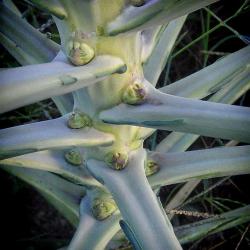 My Fall Planted Brussel Sprouts - 2013