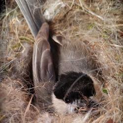 A Big Step Closer to Identifying the Mystery Eggs