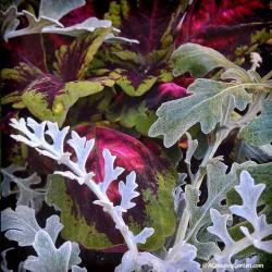 Pairing Coleus with Dusty Miller