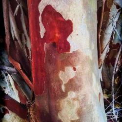 The Incredible Beauty of Crepe Myrtle Bark