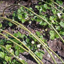 Creating Curved Bamboo Stakes