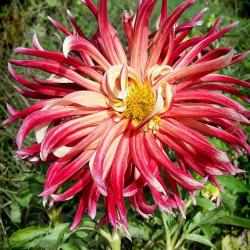 Isn't this Dahlia just gorgeous?