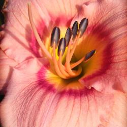 Siloam French Doll Daylily