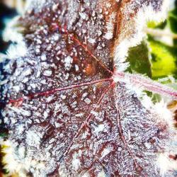 A Super Frosty Morning (BURRRR!)