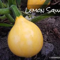 Lemon Summer Squash