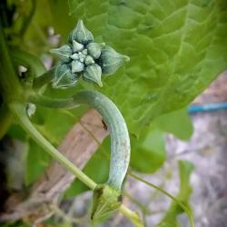 Growing Luffa in My Virginia Garden