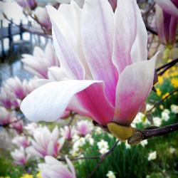 Our Japanese Magnolia Tree in Bloom