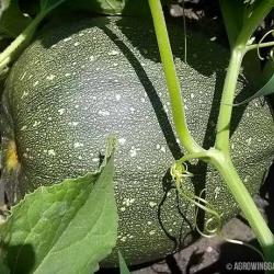 Mystery Squash