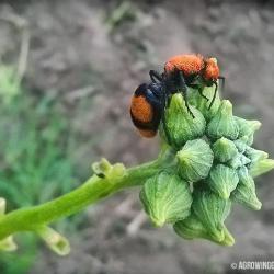 Red Velvet Ants