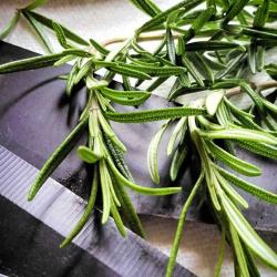 How to Propagate Rosemary from Cuttings