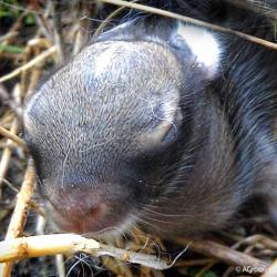 'Tis the Season of Baby Bunnies