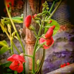 The Beauty of Bean Flowers