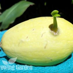 I Grew a Crazy, Sprouting Franken-Squash!