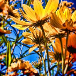 Helianthus Angustifolius Anyone?