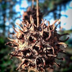 Witches Burrs, Witches Balls, and a little Hoodoo