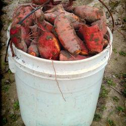 Sweet Potato Harvest 2013