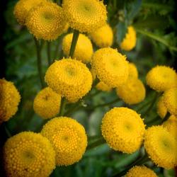 Tansy, Tansy Everywhere