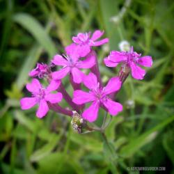 Dollar Store Wildflower Seed Update