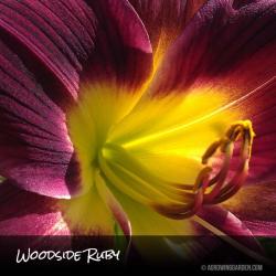 Woodside Ruby Daylily