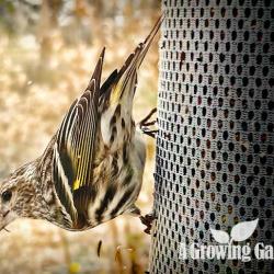 Invasion of the Pine Siskins