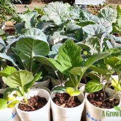 Hardening Off Your Seedlings